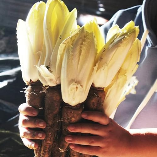 semillas de achicoria resistentes - invierno interior jardín 400pcs