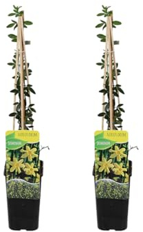Bloomique - 2er-Set - Jasminum nudiflorum - Winterjasmin - Gelb - Kletterpflanzen - Gartenpflanzen - Winterhart - Topf 15 cm - 70-80 cm hoch