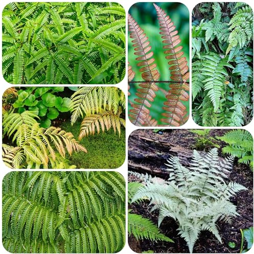 Semillas artificiales de helecho, planta perenne resistente que cubre el suelo hierbas medicinales mini jardín Hierba ornamental Pteridophyta Plantas de jardín de rocas hierbas 100pcs