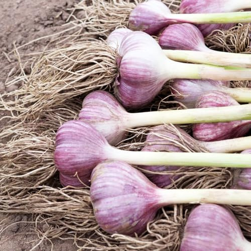 aglio biologico verdi da giardino piantare l'aglio da giardino organiche per la copertura del terreno per di interno 350semi