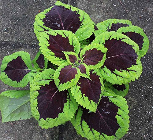 Coleus Seeds,''Kong Lime Sprite' coleus,10 pelleted seeds.Great house plant