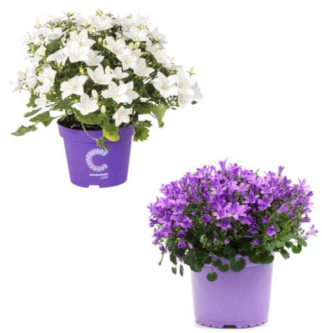 Mix de Campanula NATURAL - Pack de Dos plantas con Flores Azules y Blancas