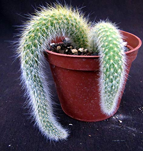 Cleistocactus Colademono Cactus Succulento Cactus