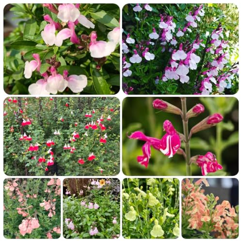semi di salvia resistente - giardino aiuole rialzate 800pcs