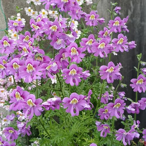 semi di orchidea del contadino - decorazione giardino, perenni resistenti per balconi, esterno esotiche 50pcs