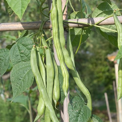 PREMIER SEEDS DIRECT- CLIMBING BEAN - HELDA - 40 SEEDS