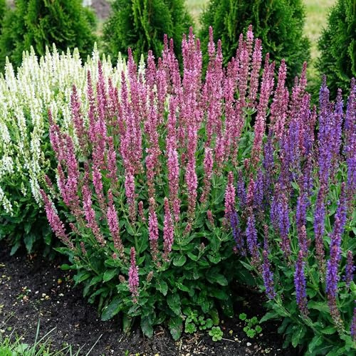 Salvia Stauden Kollektion Winterhart Mehrjährig - 10 Pflanzen - 5 Sorten Mix - Weiß/Rot/Rosa/Violett - Echte Pflanzen aus Holland - für Garten und Topf (kein Samen, nicht künstlich)
