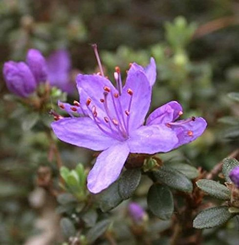 Wildform Rhododendron Blue Silver 40-50cm - Rhododendron hippophaeoides