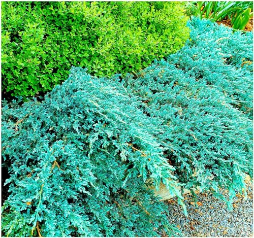 GrowOn Shrubs [x3] Dwarf Conifer Juniperus Squamata 'Blue Carpet' | Multi-Pack | Evergreen Shrubs | Outdoor Garden Ready Plants
