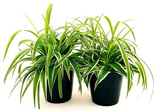 POWERS TO FLOWERS - CHLOROPHYTUM, FALANGIO 2 PIANTE, IN VASO CERAMICA NERO OPACO, vaso 12cm, piante vere