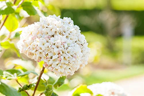 Viburnum carlcephalum 40–60 cm – Winterhart, Mehrjährig, Pflegeleicht – Duftschneeball – Zierstrauch für Garten & Beet
