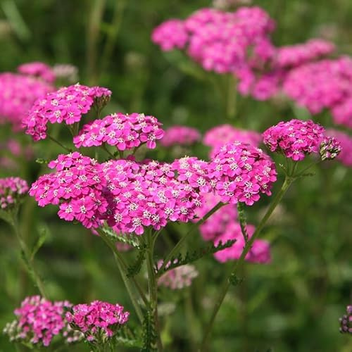 Plant Theory Cerise Queen Yarrow Sneezewort Perennials Flowering Plants Achillea 2L Pot