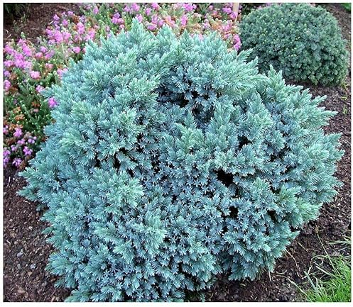 GrowOn Shrubs [2 Litre] Dwarf Conifer Juniperus Squamata 'Blue Star' | Evergreen Shrub | Outdoor Garden Ready Plant
