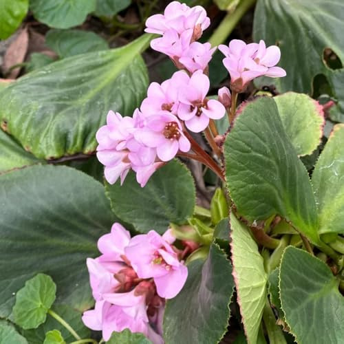 Semi resistenti di Bergenia - Bergenie da giardino selvatici da esterno selvatici 300pcs