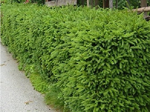 Heckenfichte Wurzelware im 10er Bündel - extra stark Größe 60 bis 80 cm