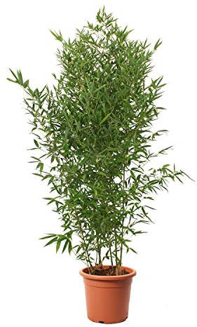 KENTIS - Bambusa Aurea - Bamboo Pianta Vera da Esterno - Bambù Piante per Giardino - H 170-200 cm Vaso Ø 24 cm