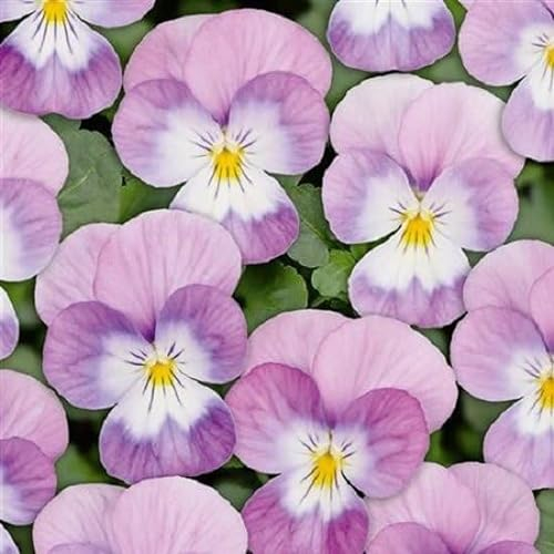 Helza Stiefmütterchen Twix Pink Face, Rosa Face, Holländische Veilchen, 200 stück, Blumensamen für Garten und Balkon, Pflanzensamen, Saatgut von Kulturpflanzen