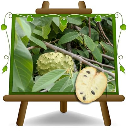 Annona Cherimola Fino de Jete - Plante fruitière exotique en pot 15x35 cm - Hauteur 170-180 cm.