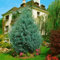 Cupressus arizonica 'Glauca' 40-60 cm - Arizona-Zypresse, blaugrünes Laub, immergrün, ideal als Heckenpflanze, pflegeleicht und winterhart