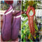 Germination seeds: Nepenthes Albomarginata X 1 Miranda Pod (20-30 Samen Pro Schote): Only Seeds