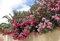 Semillas de Adelfa Fiore - Nerium Oleander - 15 Semi - Fiori