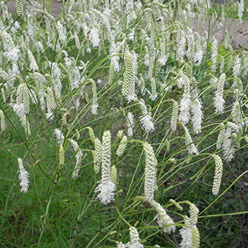 Blumixx Stauden Sanguisorba tenuifolia 'Alba' - Weißer Wiesenknopf weiß