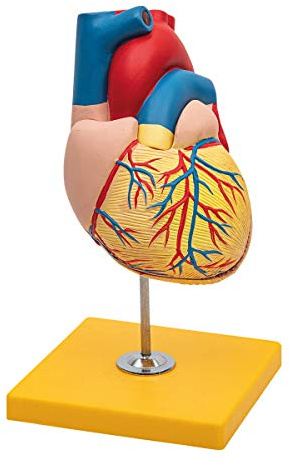 Elementary Anatomy Herzmodell – Menschliches Herz Anatomie Modell lebensgroß, 2-teilig mit abnehmbarer Wand, sichtbaren Kammern, Vorhöfen & Klappen, handbemalt, auf Sockel für Schule & Unterricht