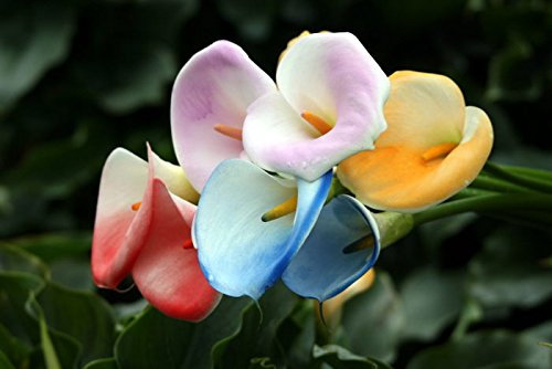Various Color vase Calla Bulbs 2PC/Bag (it is not Calla Lily Seed) Flower Plant Imported Bulbs 12: Only Seeds
