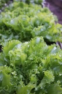 Semi di indivia verde schiacciata (Insalata Endivie/Moss Gewelltes Endive/Escarole) Chichorium EndivaConfezione da 100 semi