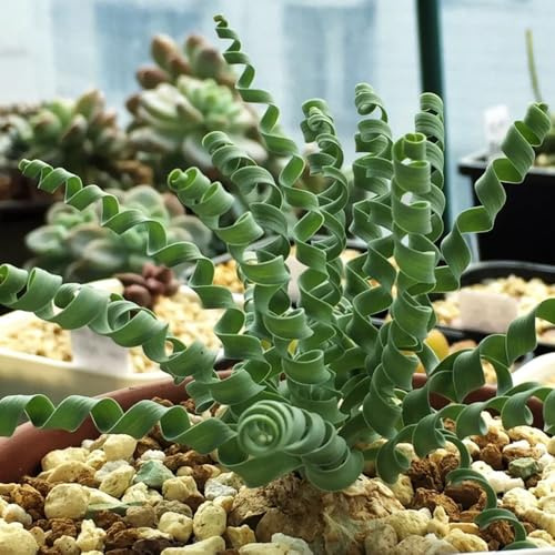 Semi di Albuca spiralis, Albuca namaquensis, semi di antiche varietà succulenti semi di d'appartamento 120pcs