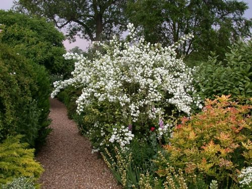 Duftjasmin Philadelphus Virginal 40-60 cm winterhart Heckenpflanze