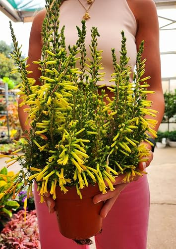 POWERS TO FLOWERS - ERICA CALLUNA/GRACILIS GIALLA, VASO 12CM DIAMETRO, piante vere