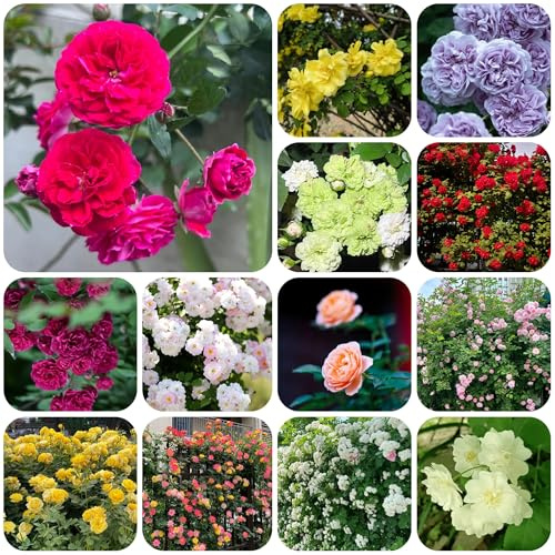Rosas trepadoras, semillas resistentes, rosas ornamentales, decoraciones, setos, arbustos de rosal trepador silvestres, balcón, arbustos decorativos 300pcs