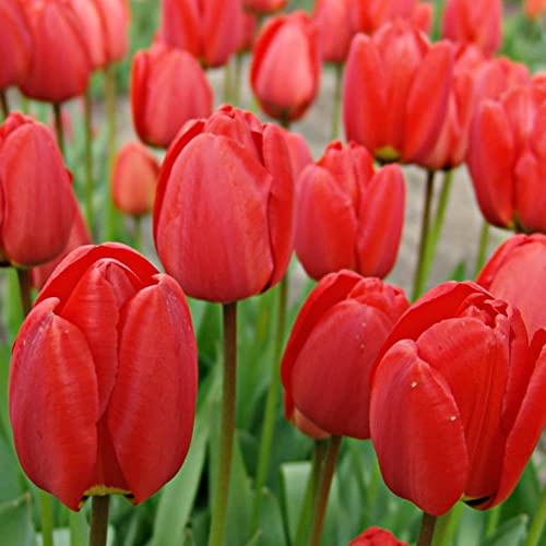 8 x Tulip Red Parade – Spring Flowering Bulbs – Bright Red Luscious Blooms – Long-Lasting & Perennial – for Your Beautiful Garden