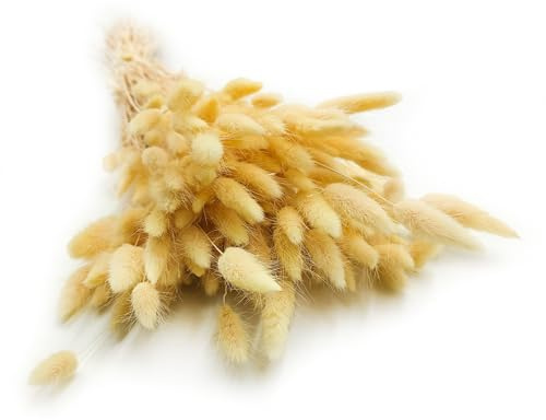 Enchanted Dekogras Getrocknetes Gras Ziergras Hasenschwänze Lagurus Ovatus Samtgras Häschen-Schwanzgras Trockenblumen Natürlich Boho 120 - 150 Stück 100 g Creme
