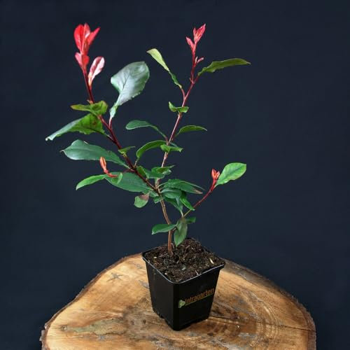 12 Stück Photinia 'Little Red Robin' von Intragarten | immergrüne und winterharte Zwerg-Glanzmispel im 9 cm Topf