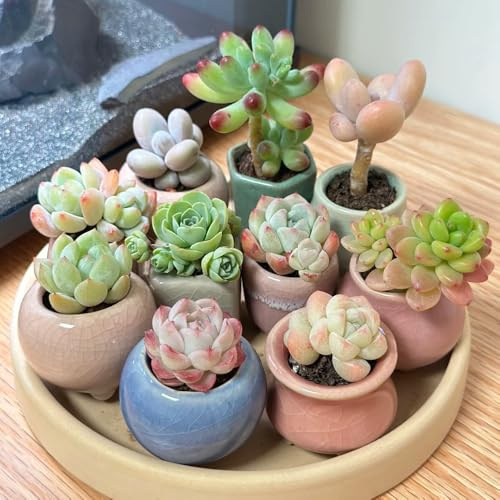 SukkulentenSamen, exotische kräuterpflanzen balkongewächshäuser grünpflanzen balkonpflanzen wohnzimmer deko für sonnige plätze 350pcs