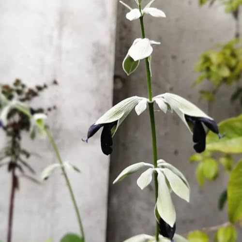 sabio - Cubresuelos resistentes semillas de salvia balcón bancal elevado, resistentes en interior, jardín, Decoraciones 130semillas