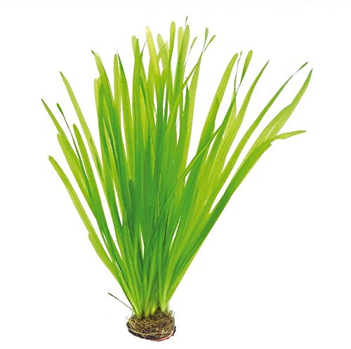 1 Topf Vallisneria spiralis, Schraubenvallisnerien