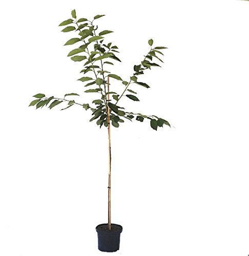 Lapins selbstfruchtbare Süßkirsche Kirschbaum Halbstamm 150-170 cm 10 Liter Topf Unterlage F12/1