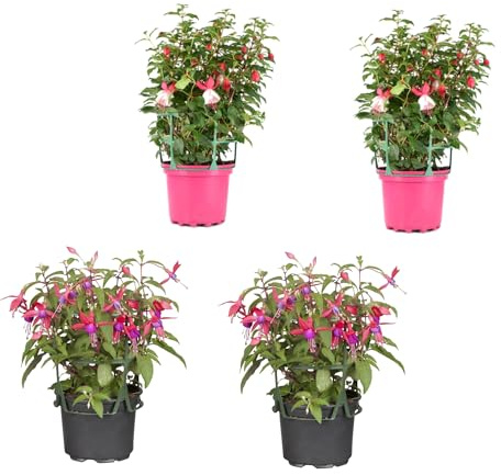 Fushia Natural Planta de Primavera para Llenar tu Jardín de Vitalidad