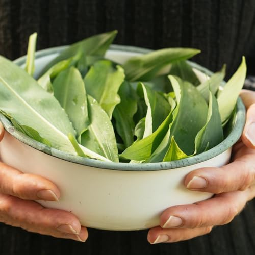 Semillas de ajo silvestre orgánico regalos de jardin Las de ajo silvestre son resistentes regalos 200pcs