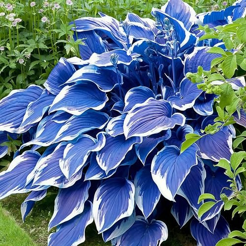 Verschiedene wurzelnackte Funkien-Sorten, schattenliebende Stauden, pflegeleichte Gartenpflanzen-2 PCS-Radiano