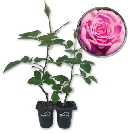 Beverly Rose Bush - 2 Live Starter Plants in 2 Inch Growers Pots - Beautifully Fragrant Hybrid Tea Rose - A Versatile Beauty with Large Blooms