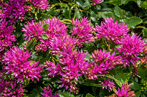 Sedum Spurium 'Summer Glory' 40 Seeds. Stonecrop,-Deep Crimson Colour Flowers