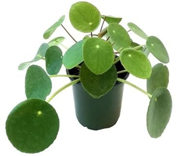 Pilea Peperomioides | DECOALIVE | Planta China del Dinero | Planta Natural de Interior | La Más Buscada
