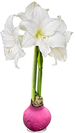 Waxed Amaryllis Bulb - Pink Wax, White Blooms - Easy Care - No Watering Needed! Beautiful Spring Décor