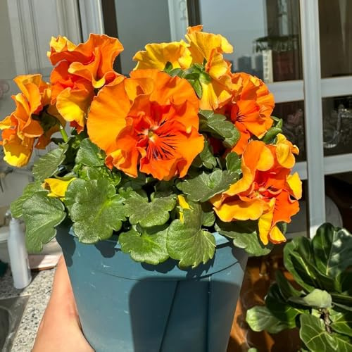 semi resistenti viola del pensiero - rustiche per giardino, resistenti di viola del pensiero, perenne, decorazione autunnale 300pcs