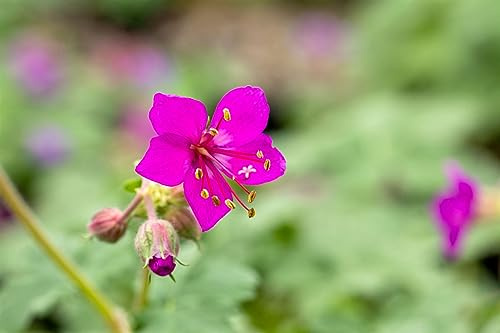 Geranium macrorrhizum 'Czakor' 9x9 cm Topf – Winterhart, Mehrjährig, Pflegeleicht – Balkan-Storchschnabel – Bodendecker für Garten & Beet