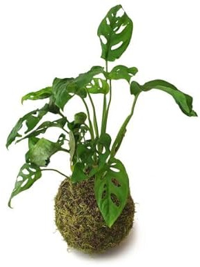 Kokedama Japonés Planta de Interior Monstera Adansonii DECOALIVE Planta Natural con Maceta de Musgo